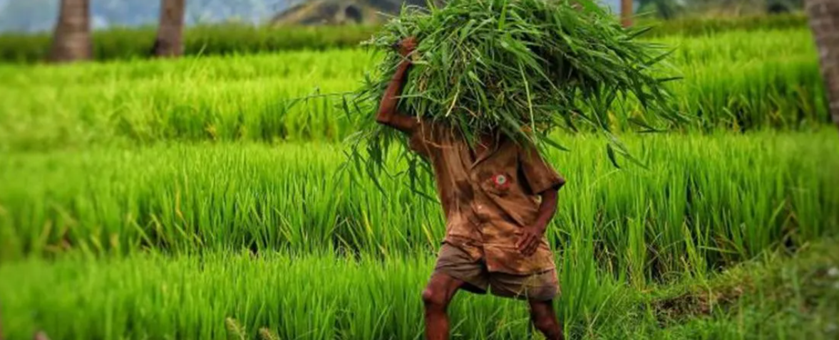 The Role of Biofertilizers in Sustainable Agriculture in Africa and India