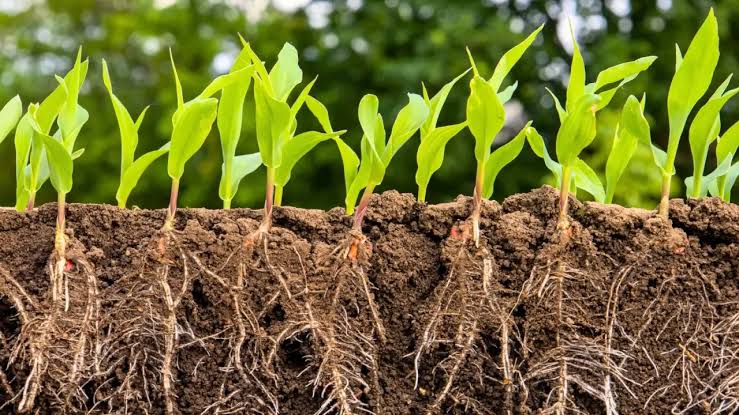 Growth Enhancement - Sustainable Agriculture Solutions by Jay Agritech