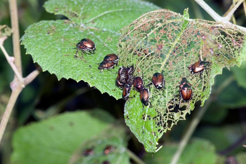 Pest & Disease - Sustainable Agriculture Solutions by Jay Agritech